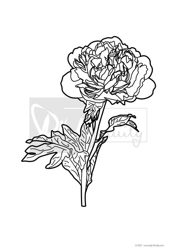 Blumen – Ausmalvorlagen Sammlung